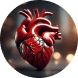 Human Heart